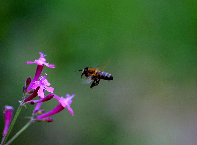 Memleket Hazineleri BAL ARISI