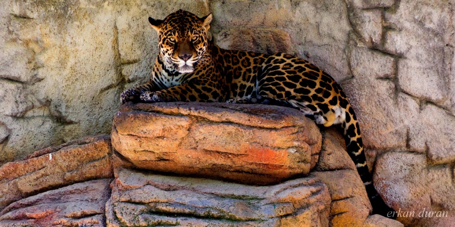 Jaguar