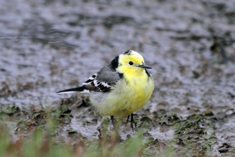 Sar Bal Kuyruksallayan