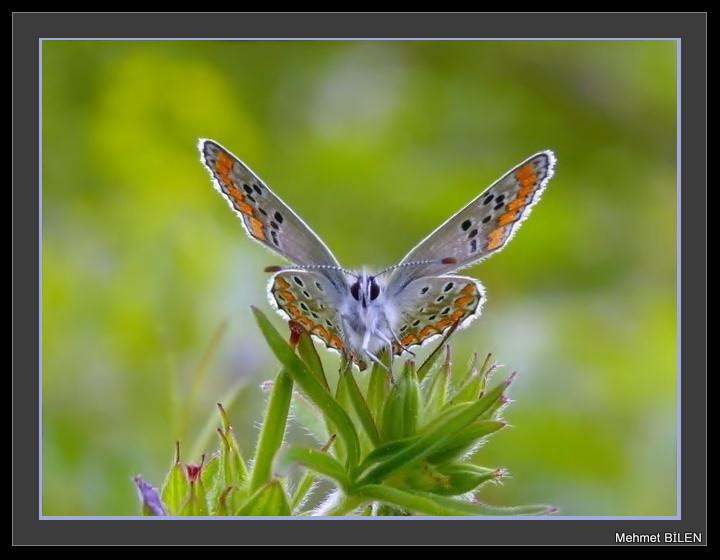 Kalbimin Kanatlar...