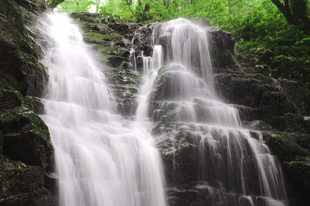 ormandaki gizli elale