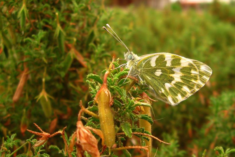 Yeni Beneklimelek / Pontia edusa /