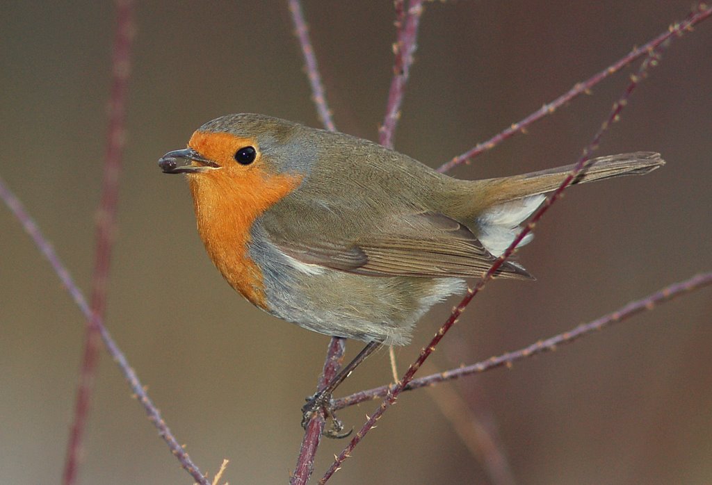 bir kzl goncaya.....