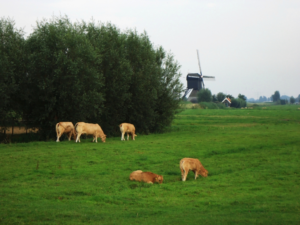 Hollanda'da bir gun