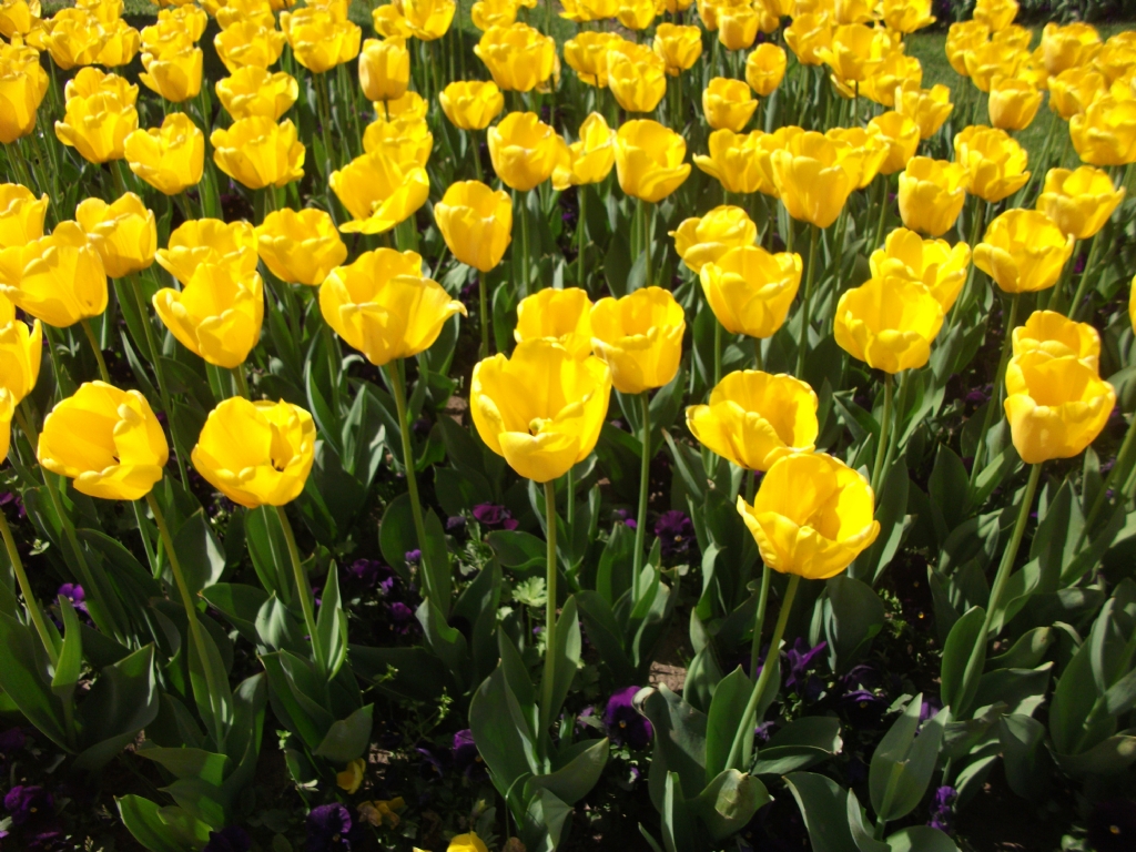 SAMSUN'DA  SARI  LALELER..