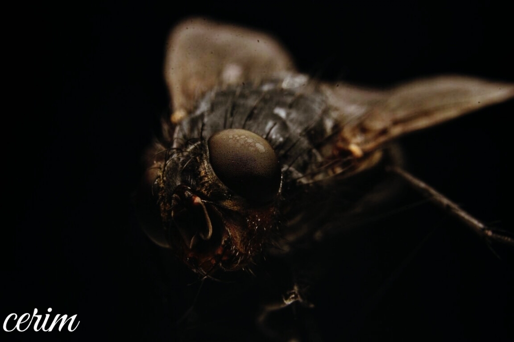 Kara sinek