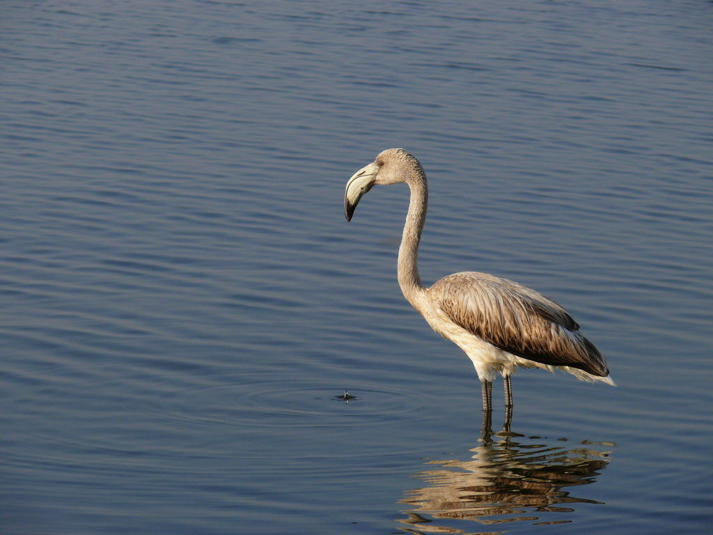 Gen Flamingo