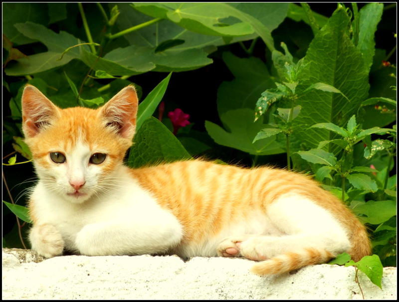 K���k Sar���n..