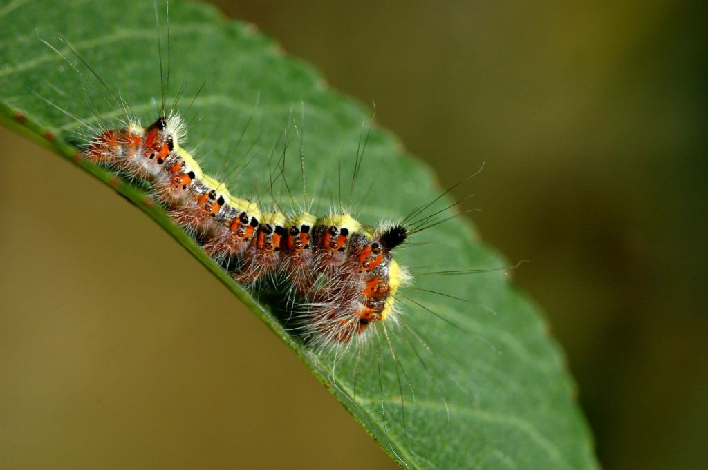 ACRON�CTA PS� G�VES� TIRTILI