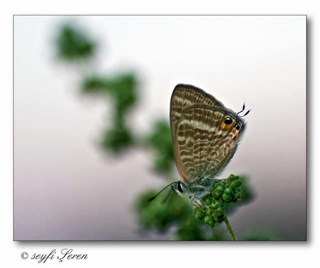 Kelebein atele dans...