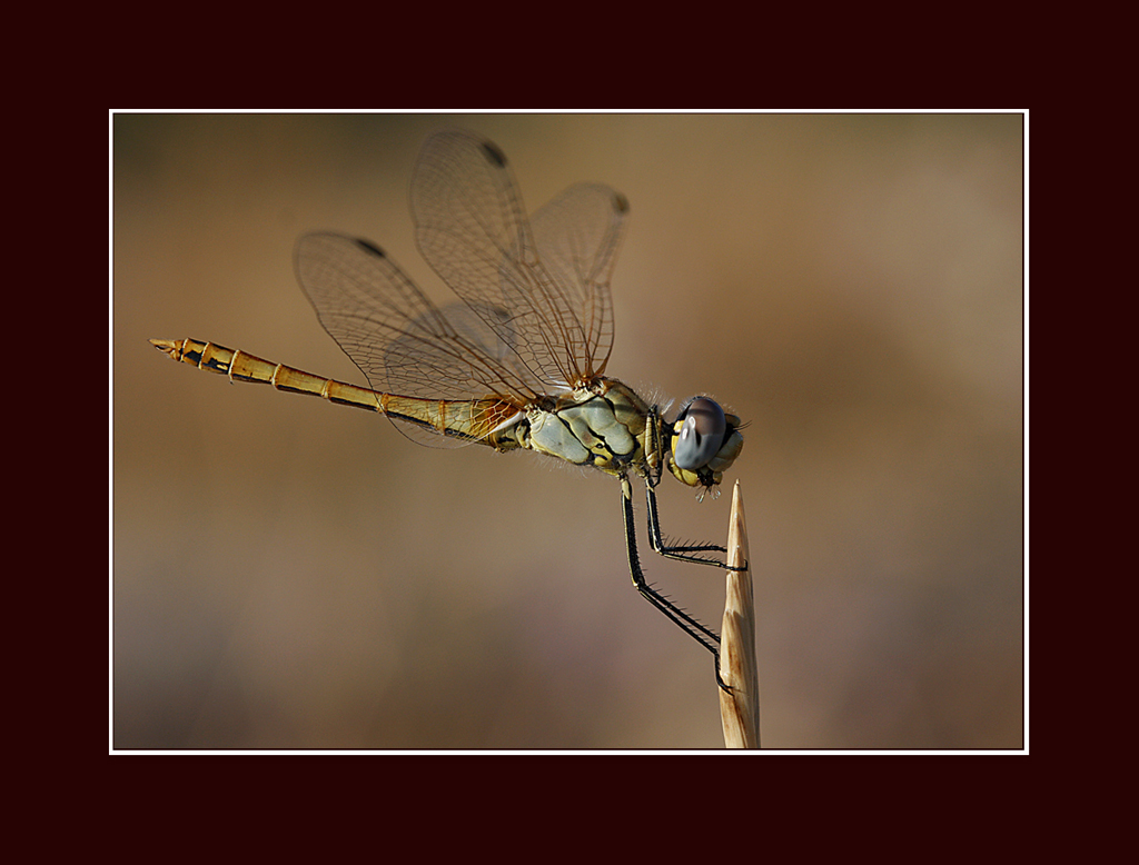 ocukluumun Helikopteri