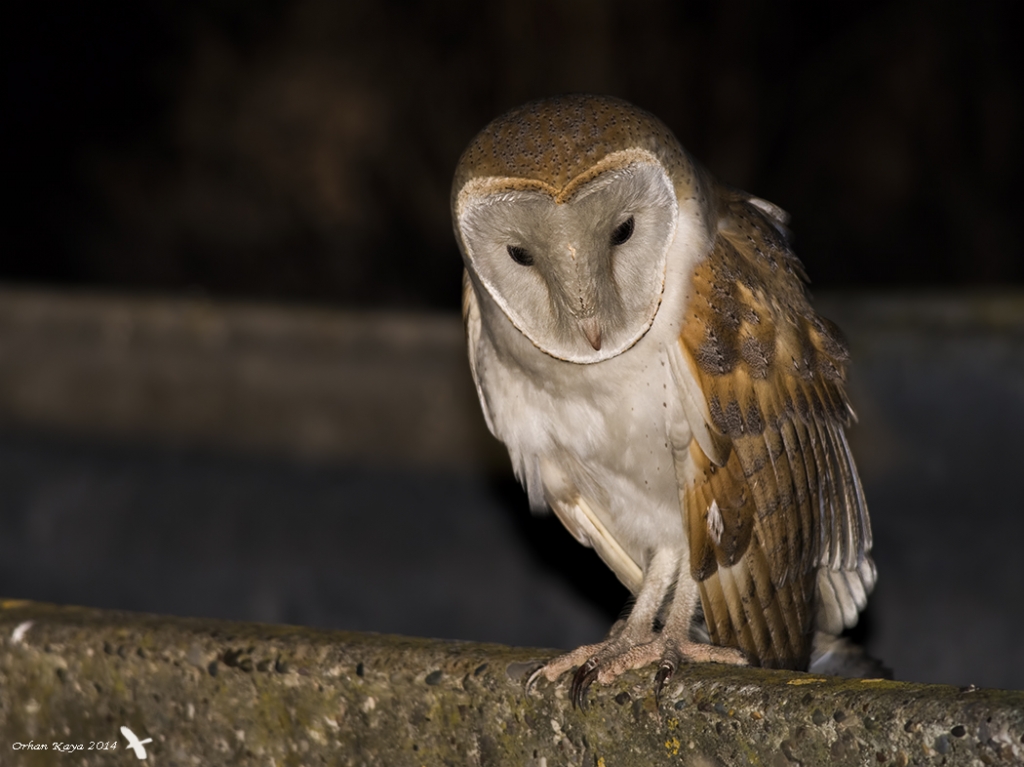  Peeli bayku  Tyto alba  Barn owl