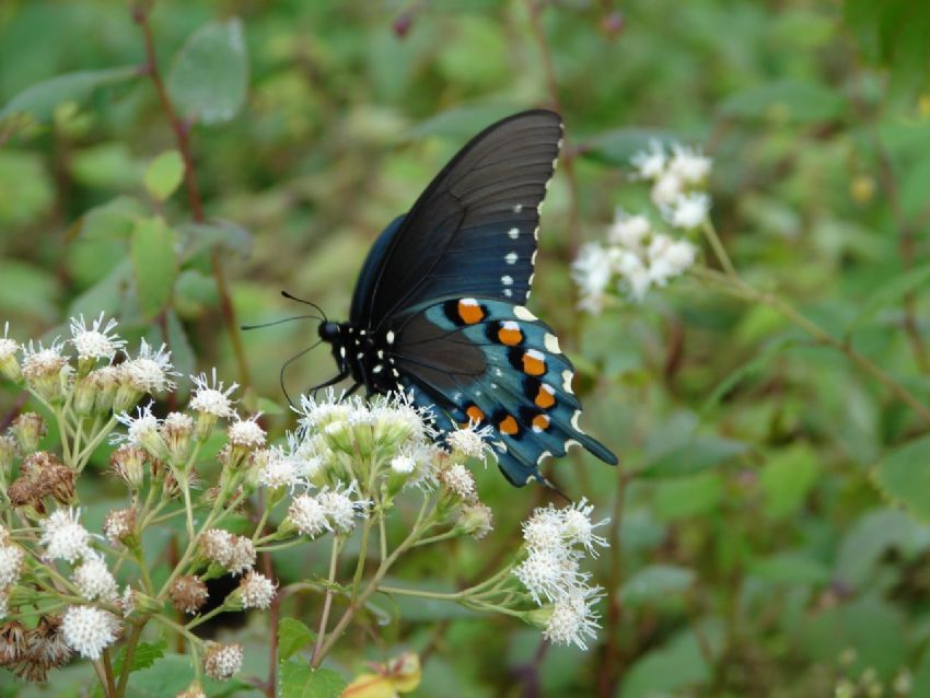 Tennessee Smoky Mountains U.S.A