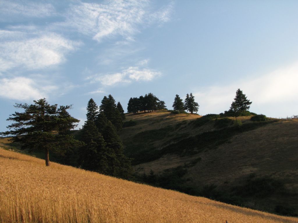 G��e Do�ru Bu�day Tarlalar�