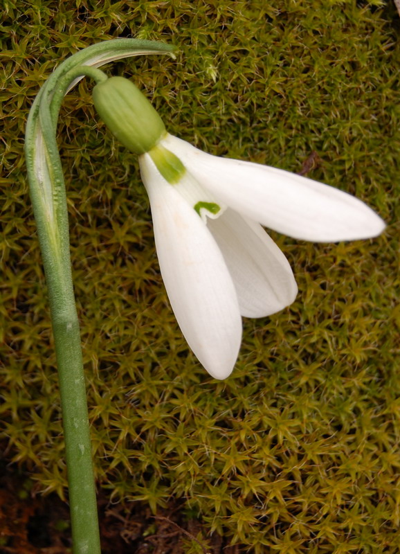 Galanthus sp.