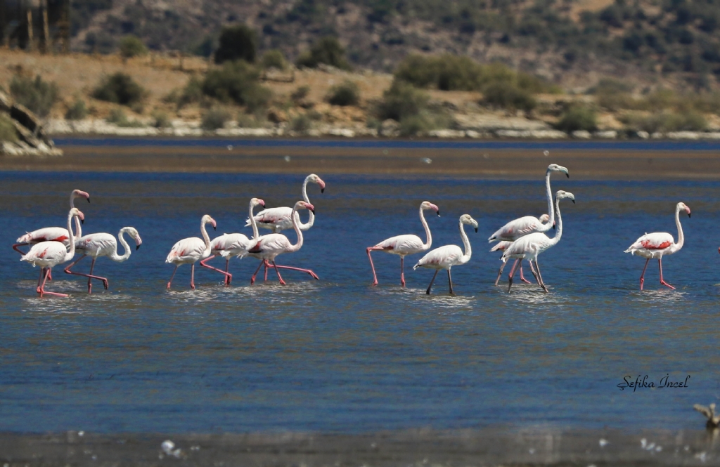Flamingolar
