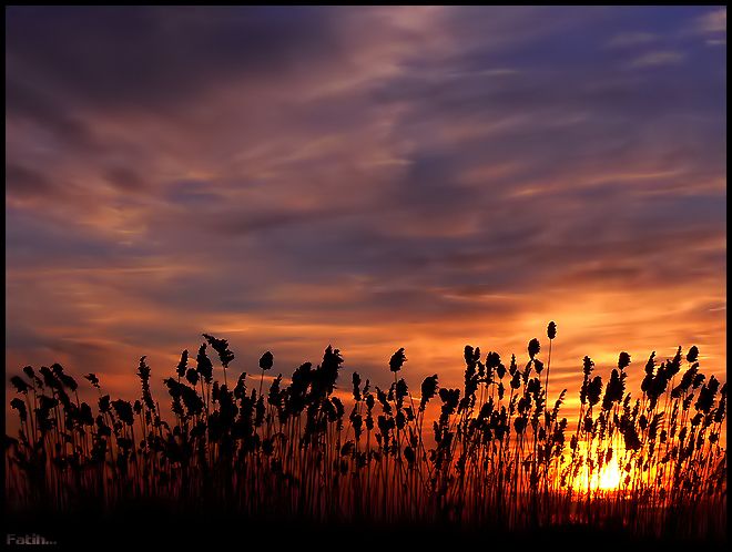 Sazlklardan Gn Batm...