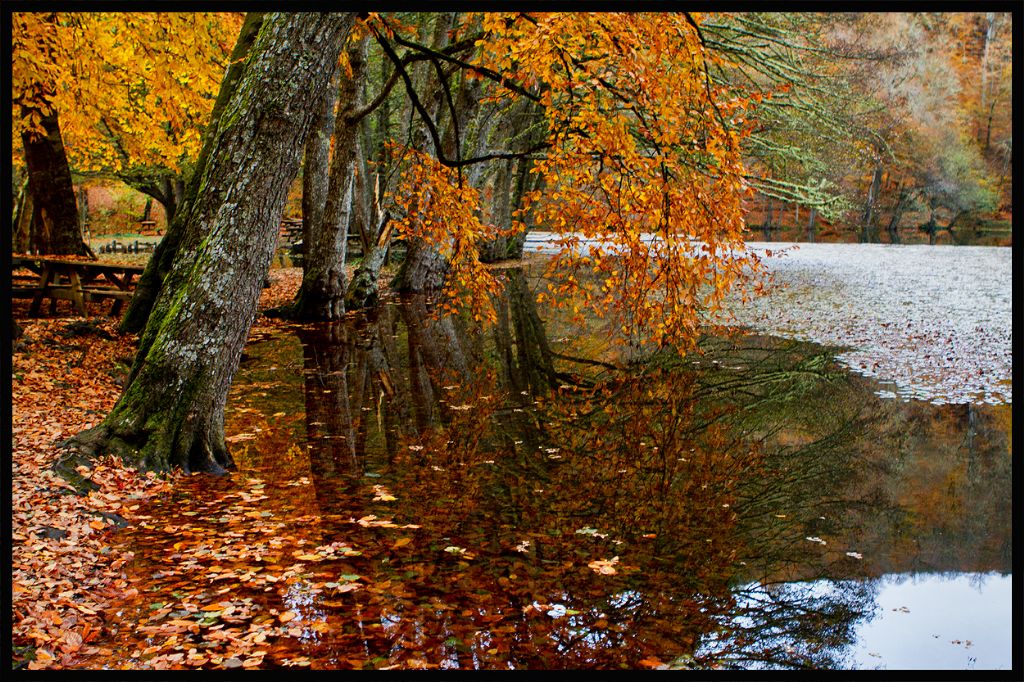 Hazan Degmi Dallarma 