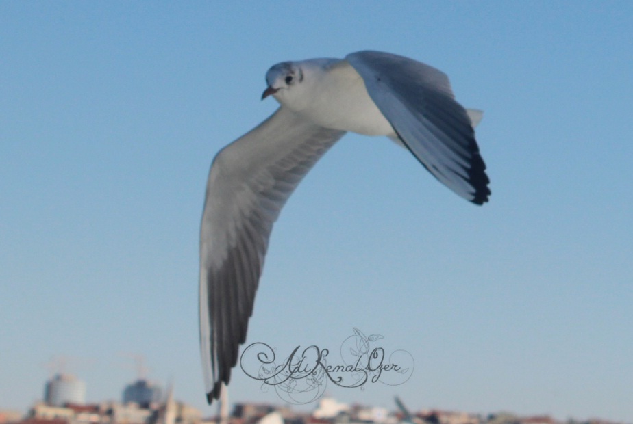 �stanbul Kanatlar�m�n Alt�nda...