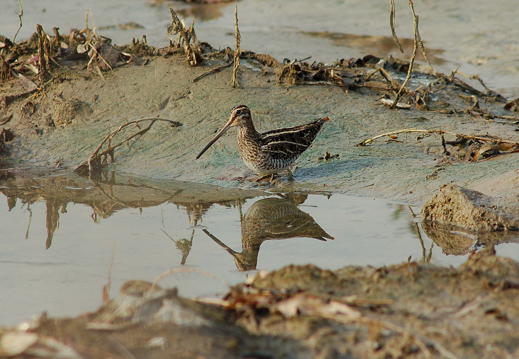 yans�mal� �ulluk