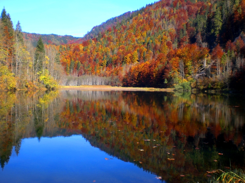 austria-steyr