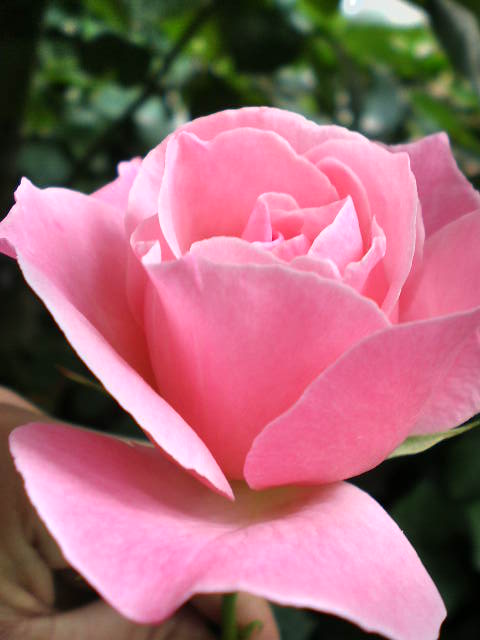 pink rose