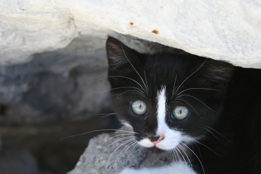 �rkek bak��lar