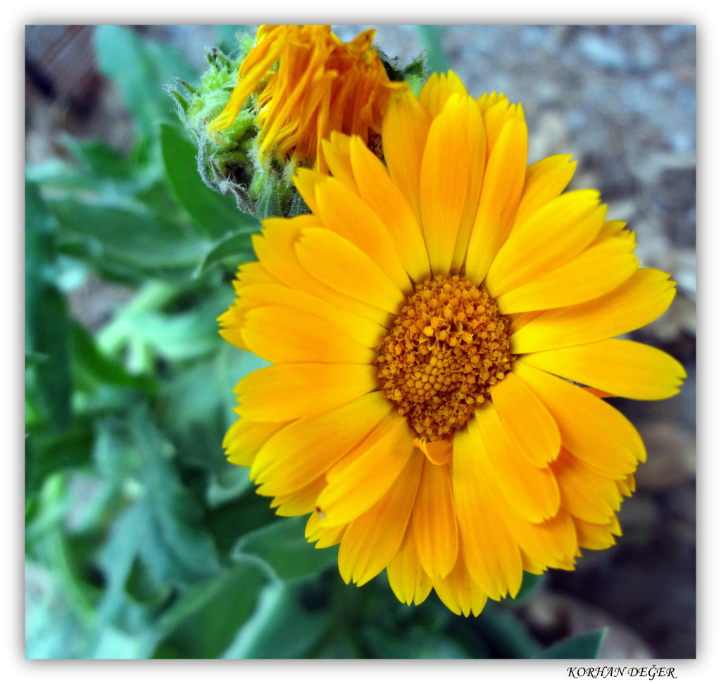 Ayn�sefa �i�e�i