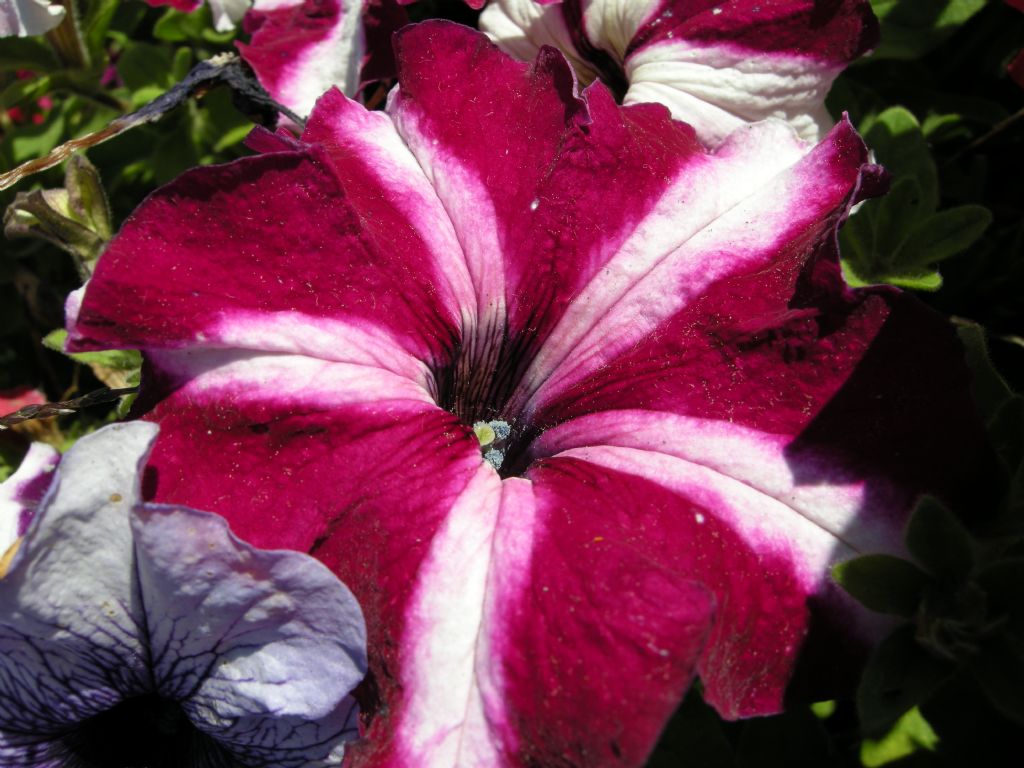 G�ne�e Hayk�r��