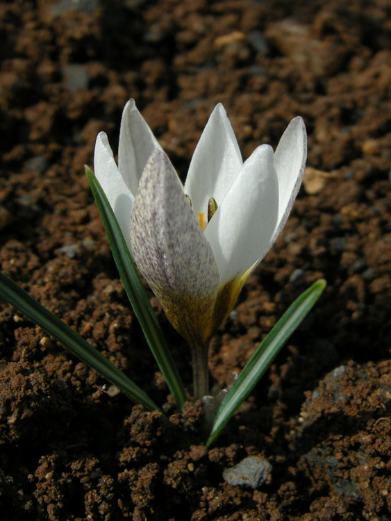 Crocus biflorus subsp.  crewei 