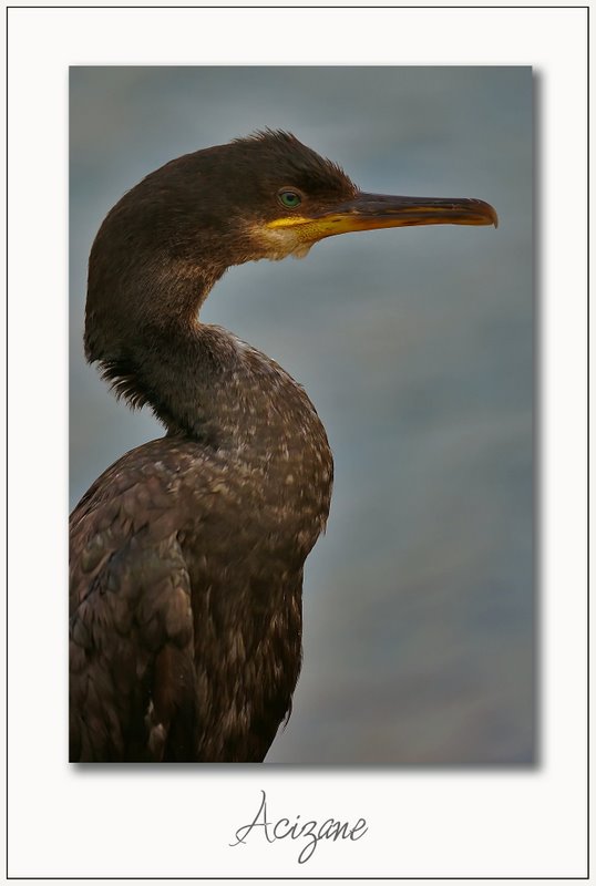 Ye�il g�zl�m...