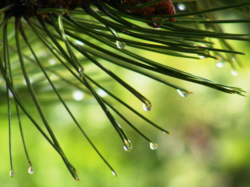 ya�mur damlalar�