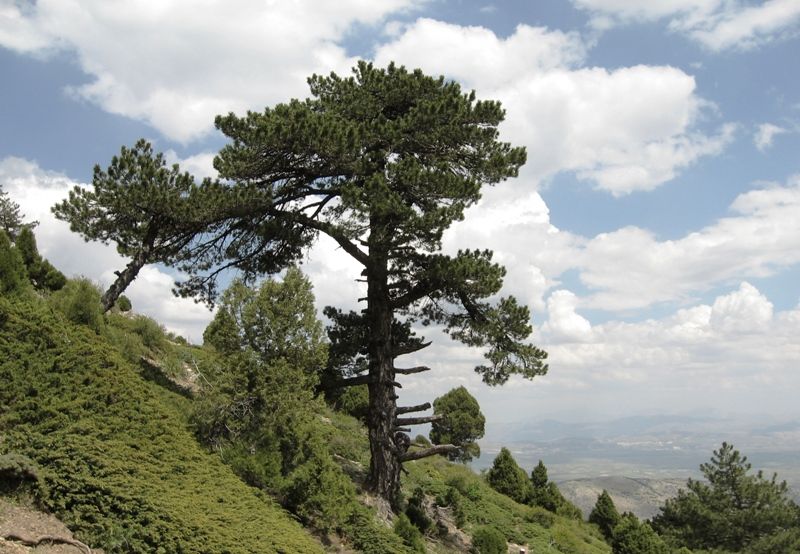 AKDA� (YALNIZ�AM)