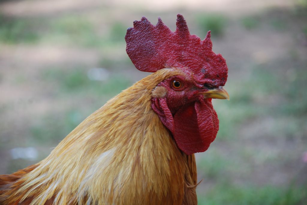 HOROZUMU KAIRDILAR;SUYUNA DA PLAV PRDLER...