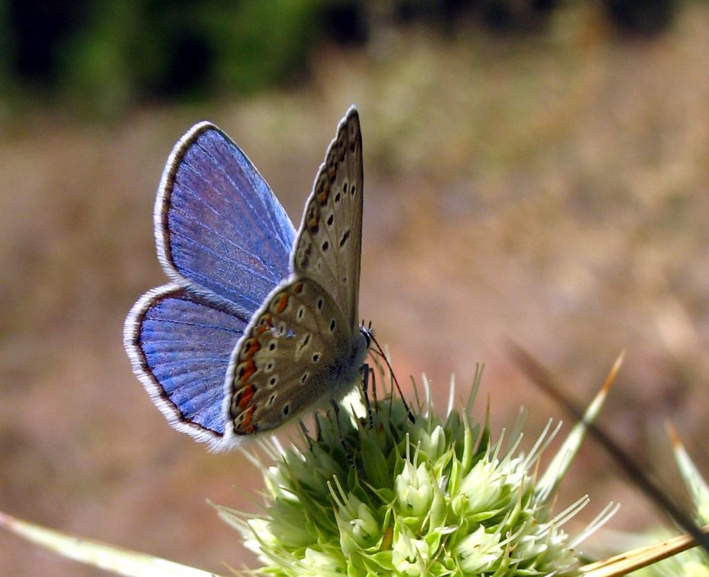 25 - okgzl Mavi (Polyommatus icarus)