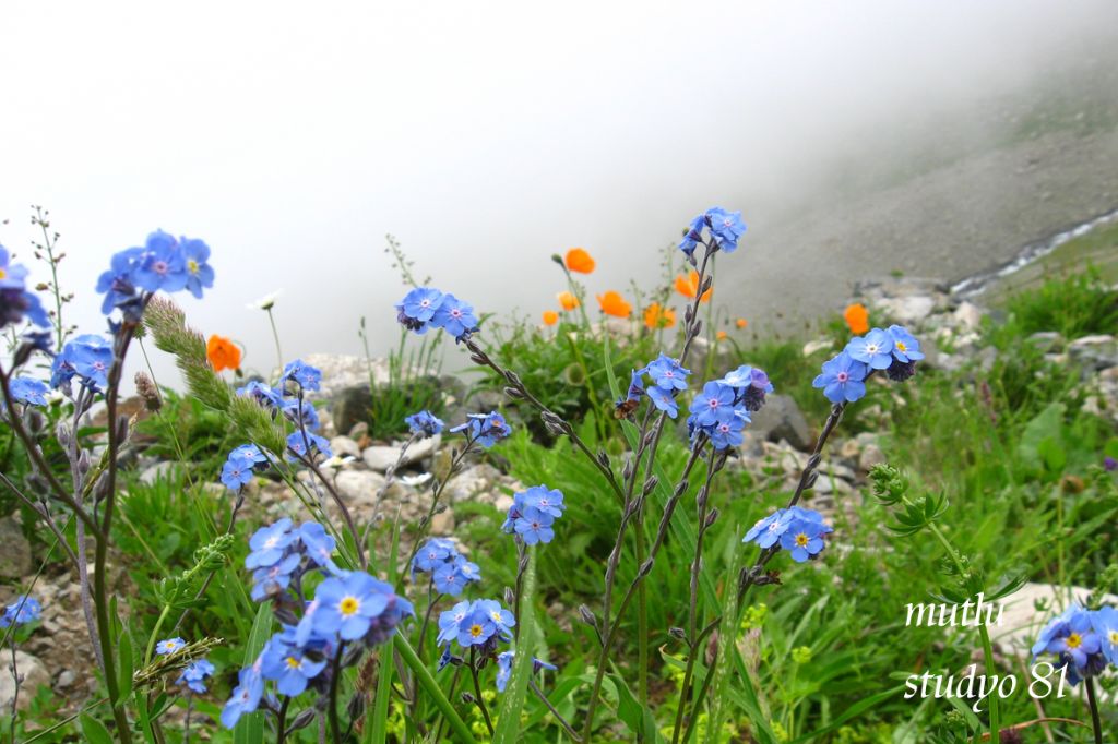 kackar siz hala grmedinizmi