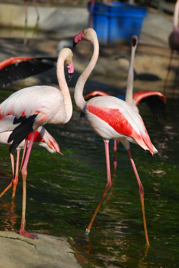 pembe flamingolar
