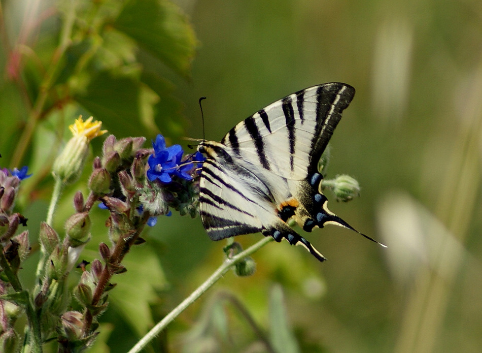 Krlangkuyruk-Papilio machaon