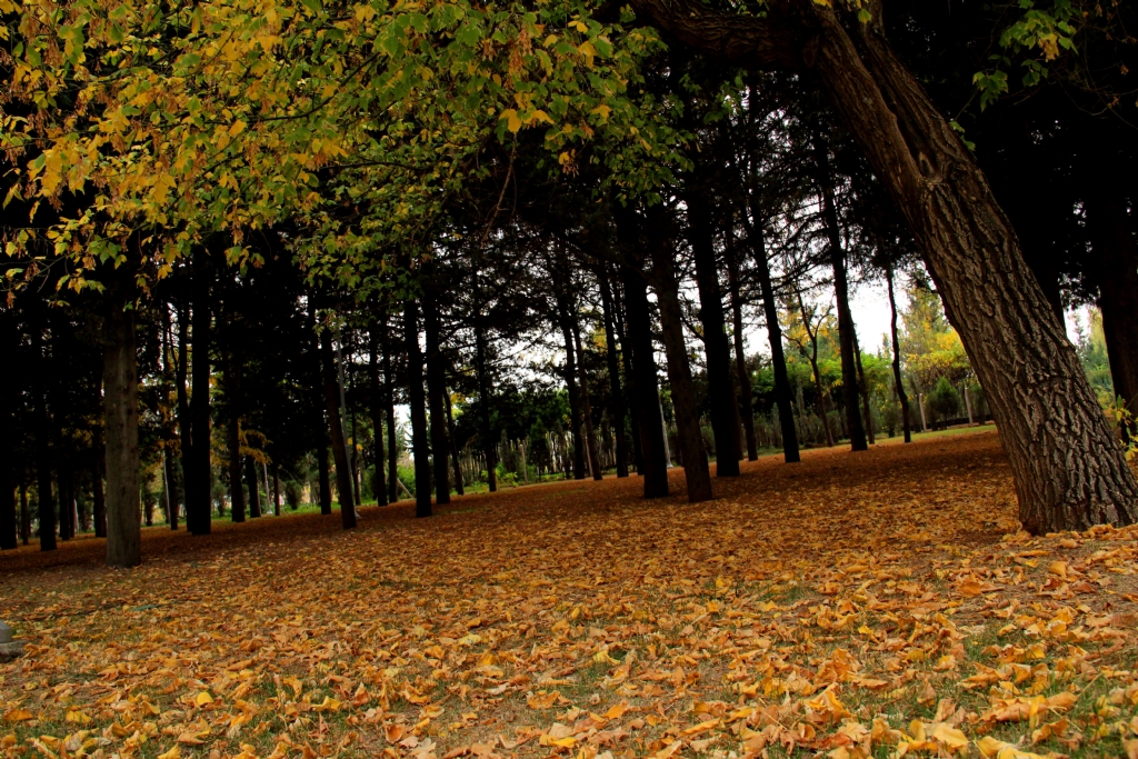 K.Mara�'ta Sonbahar