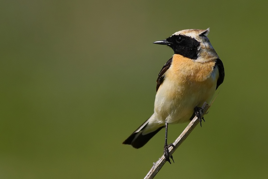 Kara Kulakl Kuyrukkakan