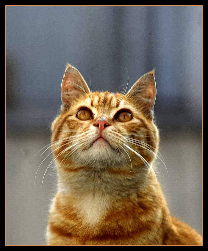 Tanrm,iyi ki kedi domuum..