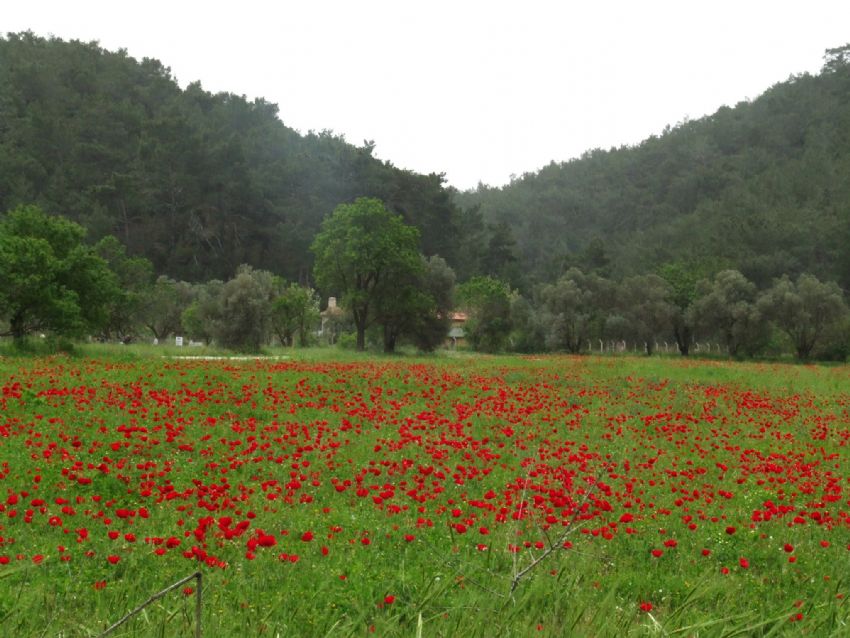 Gelincik denizi