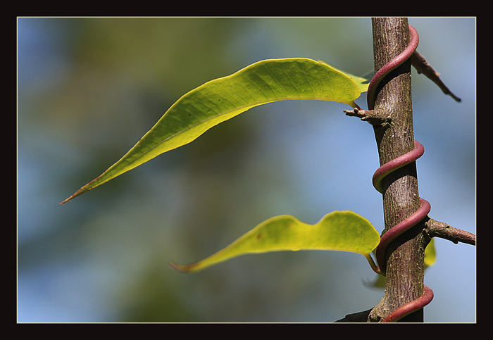 Biz Ayr�lamay�z......