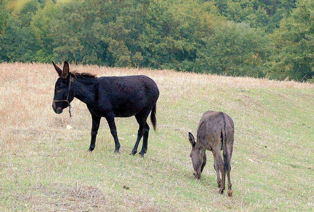 karakaan & zevcesi