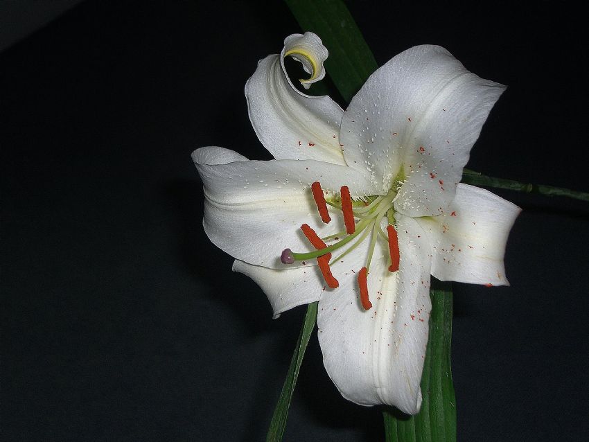 dokunmaya k�yamad�m