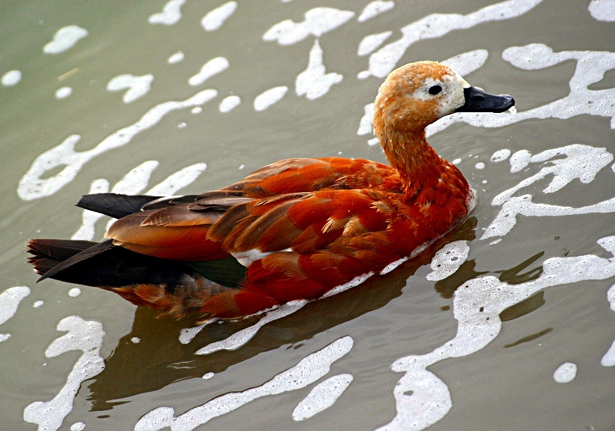 Tadorna ferruginea