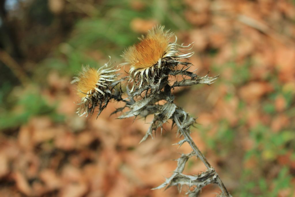 Bozcaarmut Gezisinden...