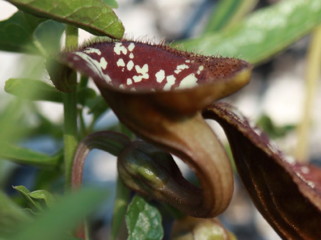 aristolochia