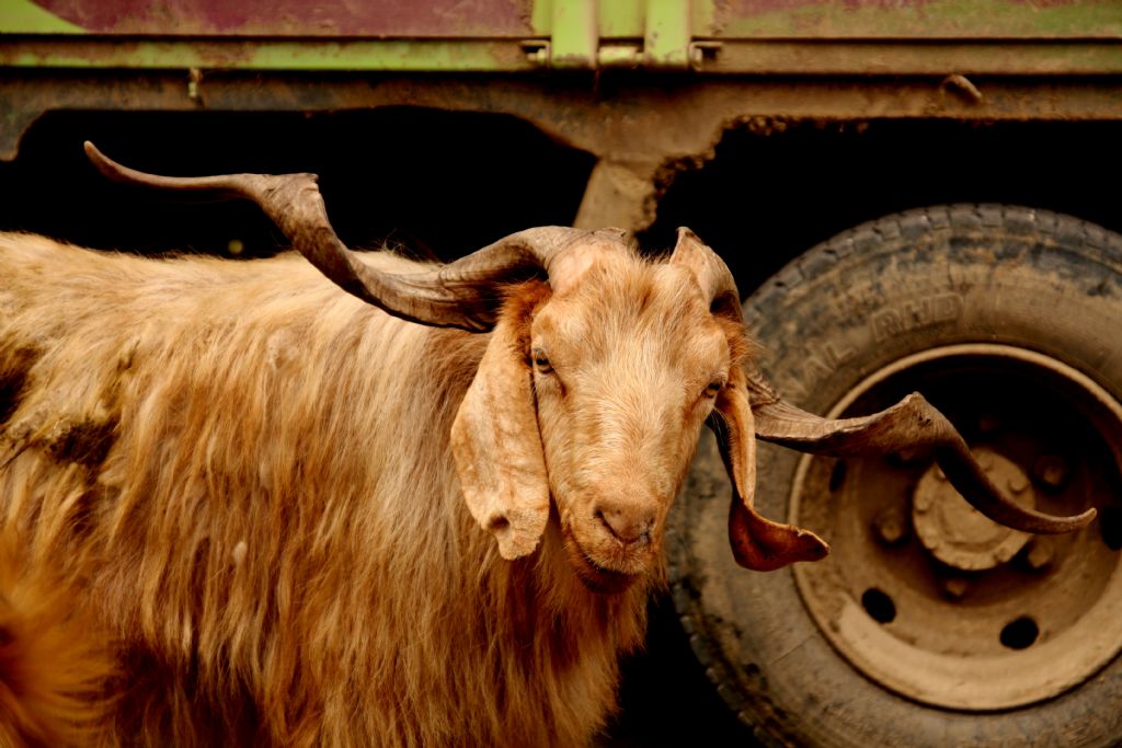 hayvanlarda yolculuk