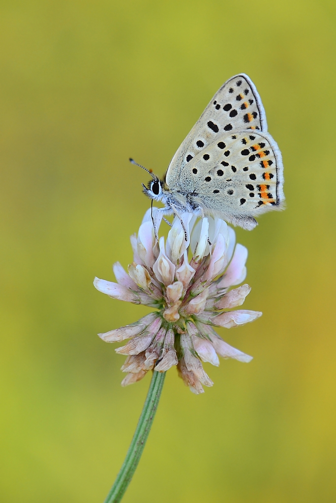 sli Bakrgzeli Lycaena tityrus